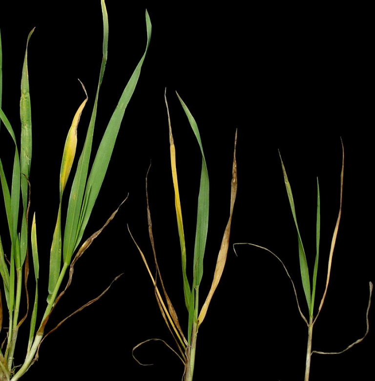 WheatMoreDeficiencyDiseases Archives