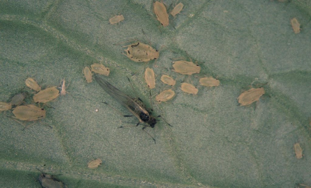 Aphids (Peach aphid, Melon aphid) Myzus persicae & Aphid gossypii