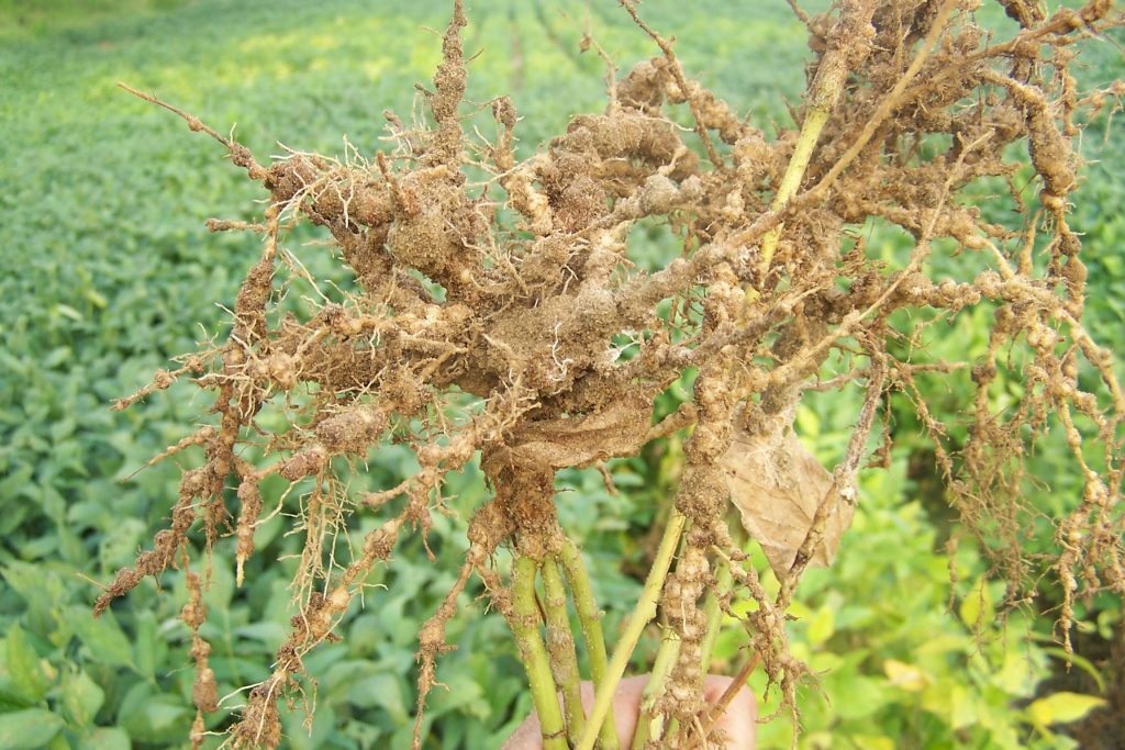 Soybean