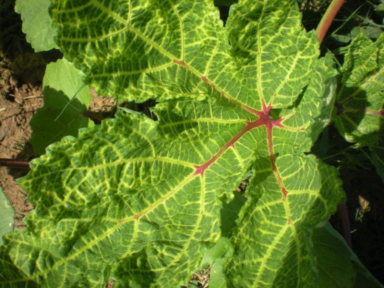 Yellow Vein Mosaic Disease Bhendi Yellow Vein Virus (BYVMV)