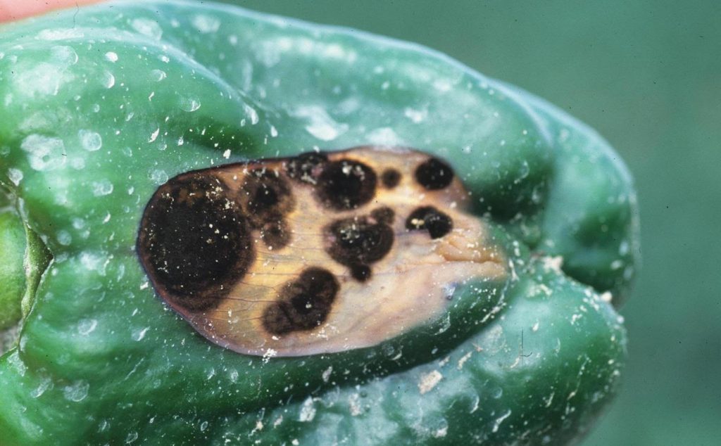 BlossomEnd Rot (Calcium deficiency)