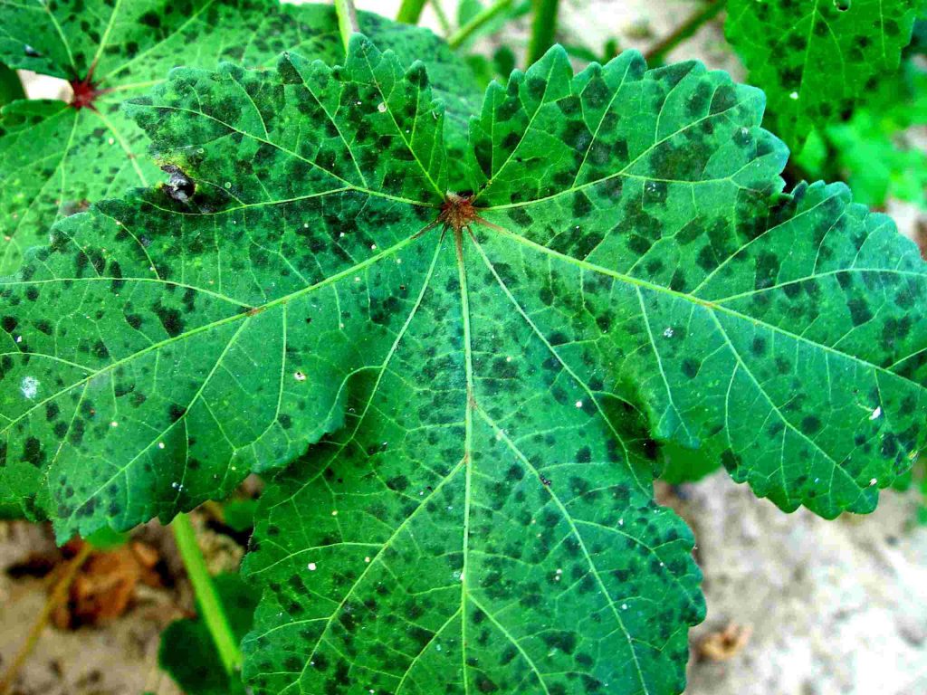 Black Spot of Okra (Cercospora abelmoschi)