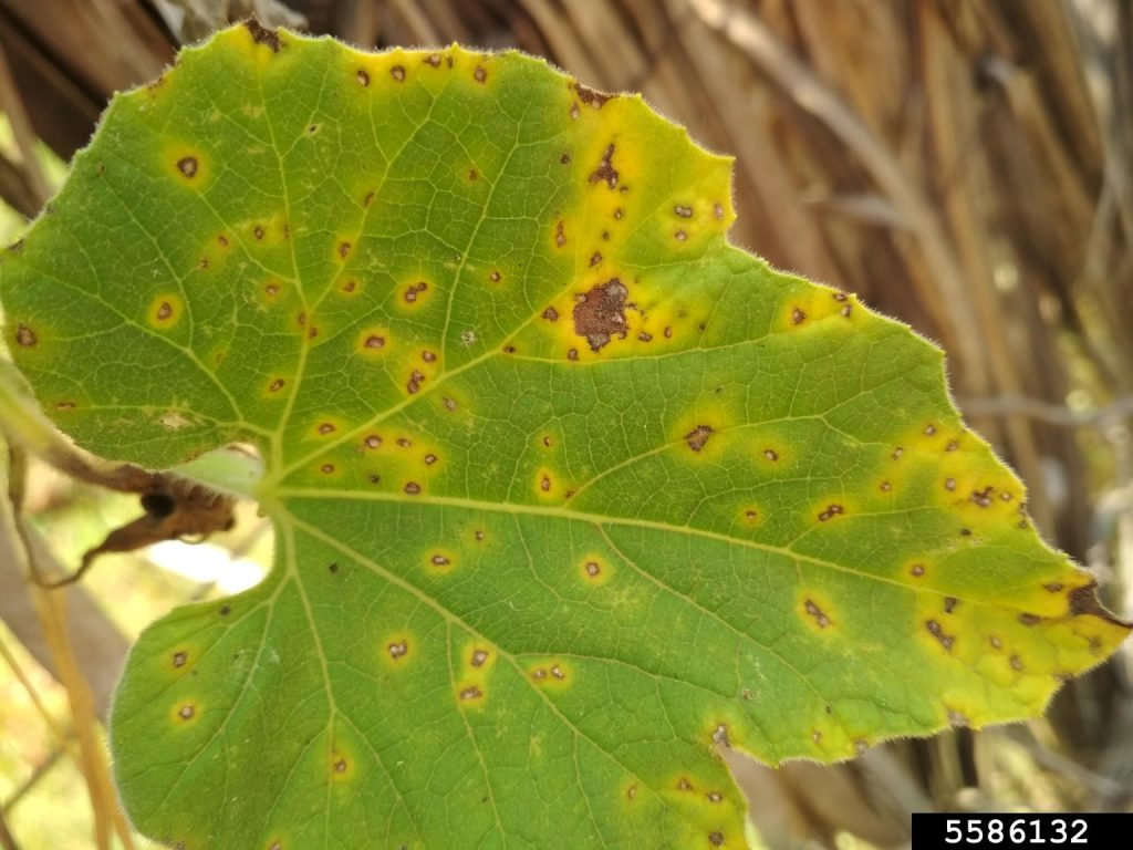 Cercospora Leaf Spot