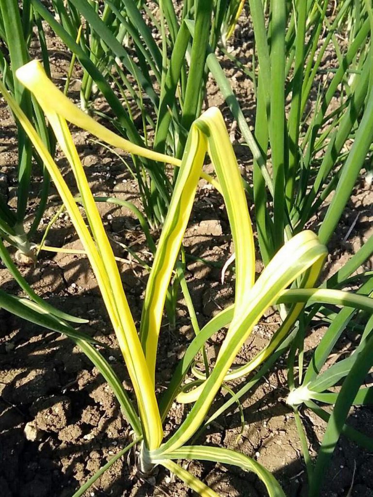 Mosaic Virus on Onion and Garlic